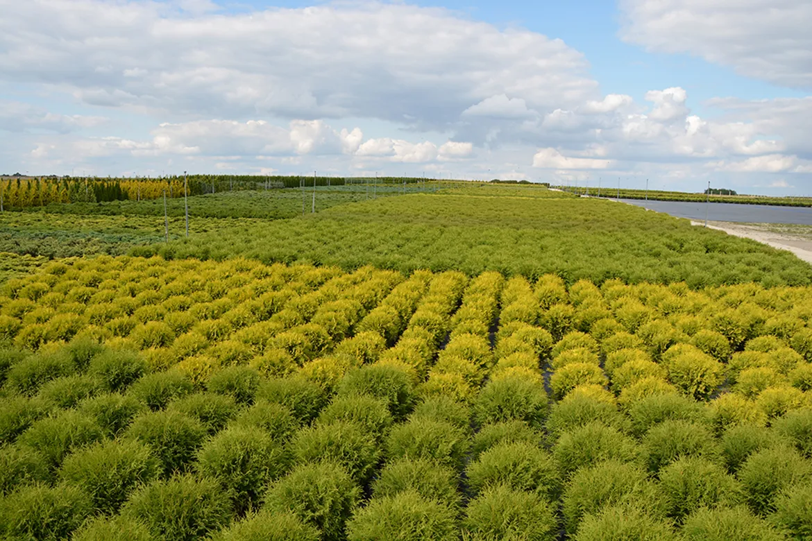 jaunų medžių sodinimas rudens sezono metu