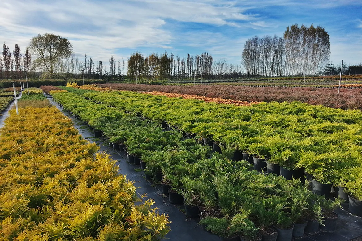 dekoratyvinių krūmų plantacija paruošta išvežimui