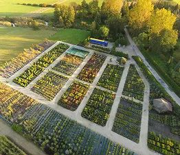 jaunų eglių ir pušų plantacija