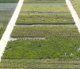 augalų pakavimas ir paruošimas klientams