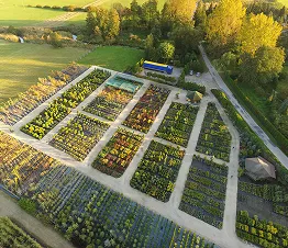 sveikų augintų medžių šaknų detalės